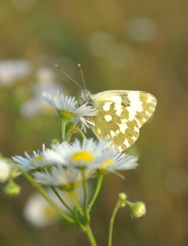 Pontia edusa